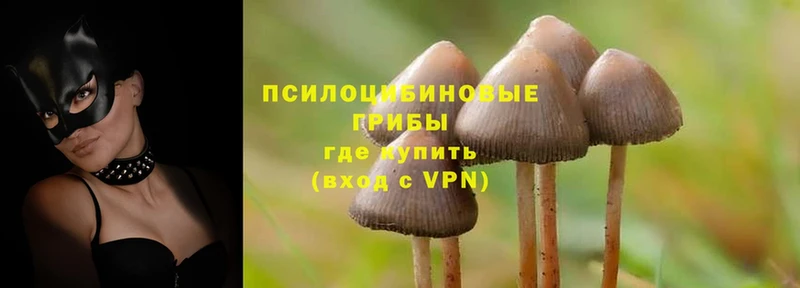 Псилоцибиновые грибы Psilocybe  МЕГА рабочий сайт  Богданович 